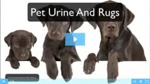 Pet Urine and Rugs Video