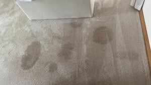 Carpet Stains Reappear After Cleaning